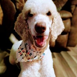 Cotton - Poodle
