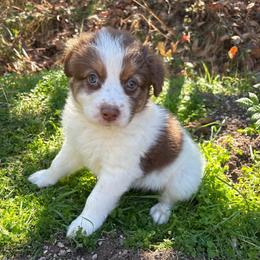 Lou - Red tri-color male Australian Shepherd puppy in Grants Pass, Oregon from Carmel Mountain Aussies