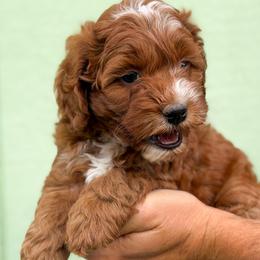 Hershey - Red and white male Cockapoo puppy in Pledger, Texas from Sugarbear Cockapoos