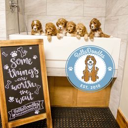 Goldendoodle Puppies from BellaDoodles