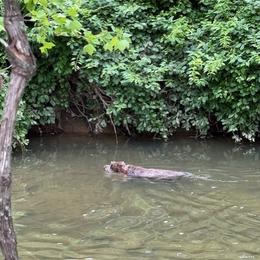 Wirehaired Pointing Griffon All Grown Up from Luther Smith