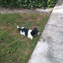 Dachshund Puppies from Miami piebald Dapple Dachshunds