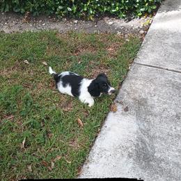 Dachshund Puppies from Miami piebald Dapple Dachshunds