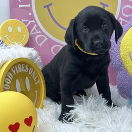 Yellow - Black female Labrador Retriever puppy in Heath Springs, South Carolina from Rich Hill Retrievers