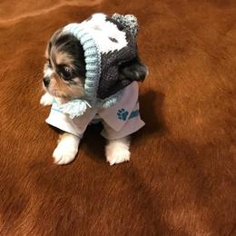 Chihuahua Puppies from Chilove Chihuahuas