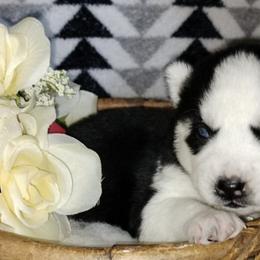 Siberian Huskies from Shelby's Siberians & Shepherds