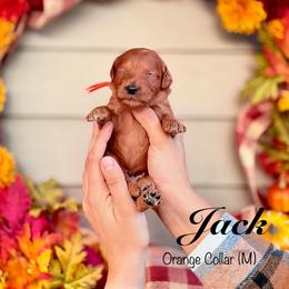Jack - Red  male Goldendoodle puppy in Mendon, Massachusetts from Comfort & Cuddle Co
