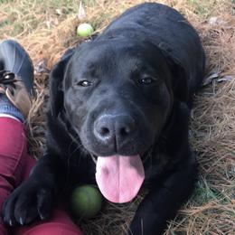 Labrador Retrievers from Graham Hill Labradors
