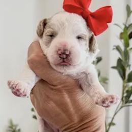 Panda - Parti female Poodle puppy in Pleasant Grove, Utah from Destination Doodles