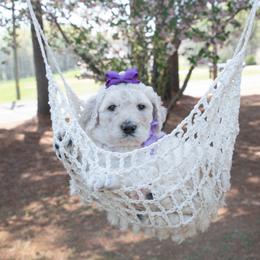 Bella purple collar - Cream female Goldendoodle puppy in Lexington, North Carolina from Deborah’s Doodles