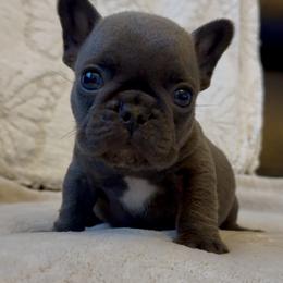 Blue brindle boy (Dottie x Nemesis) - Blue male French Bulldog puppy in Gulf Breeze, Florida from SW Frenchies