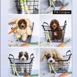Bernedoodle, Cavapoo, Goldendoodle, and Poodle Puppies from Gypsi Doodles & Poodles