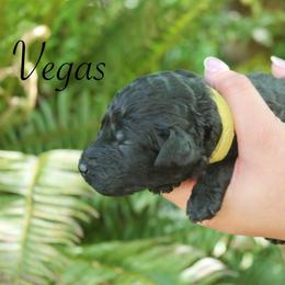 Vegas - Black female Poodle puppy in Eugene, Oregon from Mount Zion Kennels
