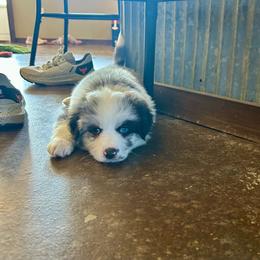 Mahomes - Blue merle male Miniature Australian Shepherd puppy in Edgar Springs, Missouri from Scott’s Aussies LLC