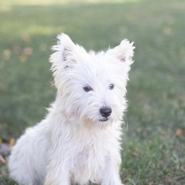 Ivory - West Highland White Terrier