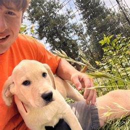 Tucker - Yellow male Labrador Retriever puppy in Goldendale, Washington from Mountain View Kennels