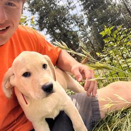 Tucker - Yellow male Labrador Retriever puppy in Goldendale, Washington from Mountain View Kennels