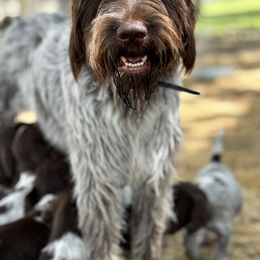 Wirehaired Pointing Griffon Puppies from Fear the Beard Griffons