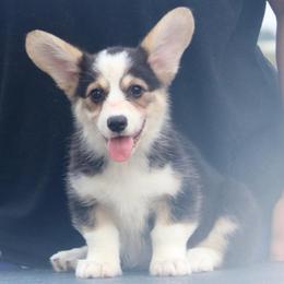 Raven - Black and tan female Pembroke Welsh Corgi puppy in West, Texas from Rustic Spur Kennel