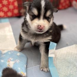 Apollo - Black and white male Pomsky puppy in Fuquay Varina, North Carolina from Raleigh Mini Pomskies