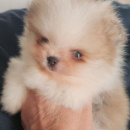 River - Blue Sable Parti Male - 4,000 dollars - Blue sable male Pomeranian puppy in Amelia, Ohio from Boujee Puff Poms