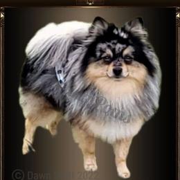 Shorty - Pomeranian