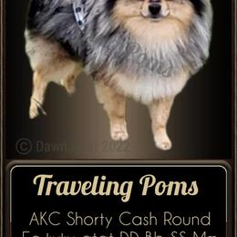 Shorty - Pomeranian