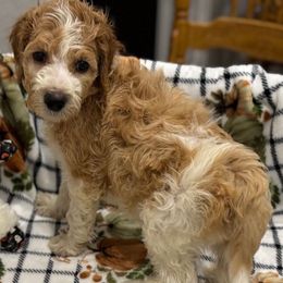 CHASE - Parti male Goldendoodle puppy in Maricopa, Arizona from AZ Designer Goldendoodles