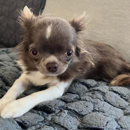 Birdie - Blue and white female Chihuahua puppy in Coweta, Oklahoma from Green Country Chihuahuas