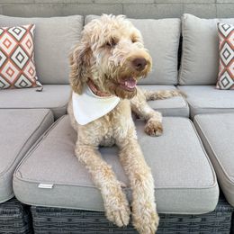 Bailey - Goldendoodle