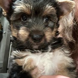 Boy 2 (1300) - Chocolate, tan and white male Yorkshire Terrier puppy in Douglas, Georgia from Southern Georgia Yorkies and biewers