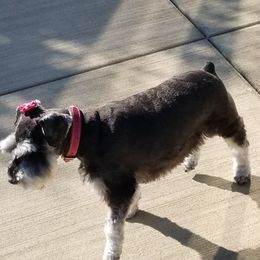 Miniature Schnauzers from Sovereign Gemstone Schnauzers
