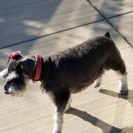 Miniature Schnauzers from Sovereign Gemstone Schnauzers