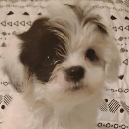 Tulip - Black & white female Maltipoo puppy in Salisbury, North Carolina from Carolina Canines