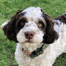 Cockapoos and Cocker Spaniels from Paradise Cockers