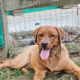 Labrador Retriever Puppies from Oakley's Ohio Labradors