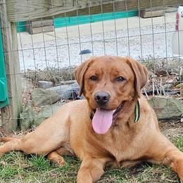 Labrador Retriever Puppies from Oakley's Ohio Labradors