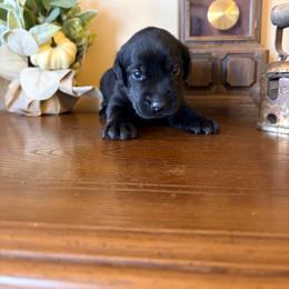 Andy - Black male Labrador Retriever puppy in Richfield, Utah from Stormy River Retrievers