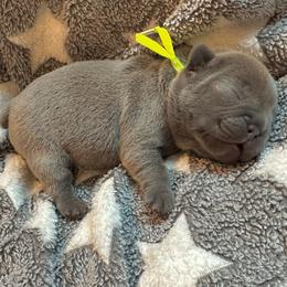 Jeff lilac from OFA'd parents - Fawn male French Bulldog puppy in Billings, Montana from Montana Made Frenchies
