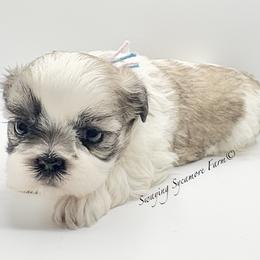 Brindle and White Female - Teal Collar - Brindle and white female Shih Tzu puppy in Crawfordsville, Indiana from Swaying Sycamore Farm