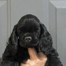Cocker Spaniel Puppies from Belive in Dreams Cockers