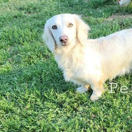 Pearl - Dachshund