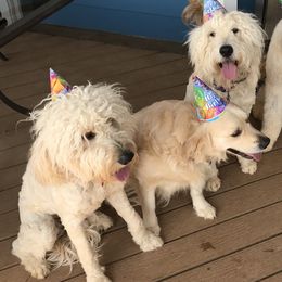 Goldendoodles from Miss Nancy’s Goldendoodles