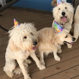 Goldendoodles from Miss Nancy’s Goldendoodles
