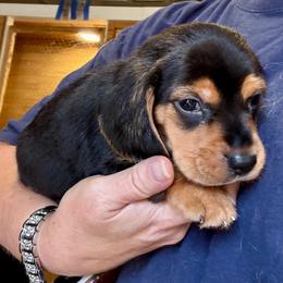 Samwise - Black white and tan male Beagle puppy in Viper, Kentucky from Mountain Top