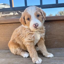 Zero - Red male Bernedoodle puppy in Springville, Utah from Oodles of Bernedoodles