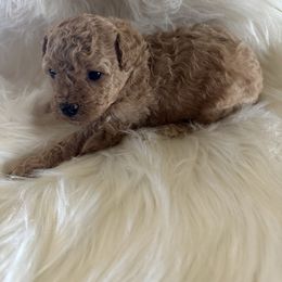 Ginger - Apricot female Poodle puppy in Elverta, California from Silveracepoodles