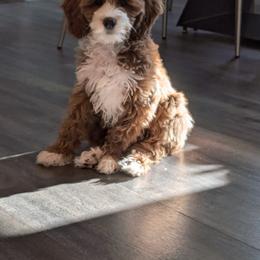 Goldendoodle Puppies from Mini Island Doodles