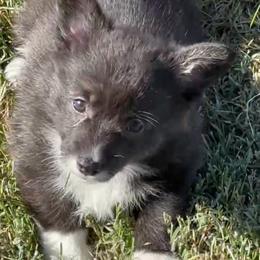 Dorothy - Brindle and white female American Corgi puppy in Madison, North Carolina from Montgomery Corgis