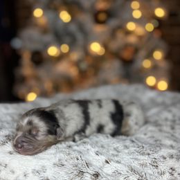 Miniature Australian Shepherd Puppies from Quartz Creek Aussies